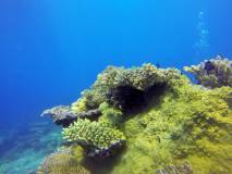 Dive - Rainbow Reef